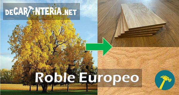 Roble-Europeo-el-árbol-y-sus-vetas