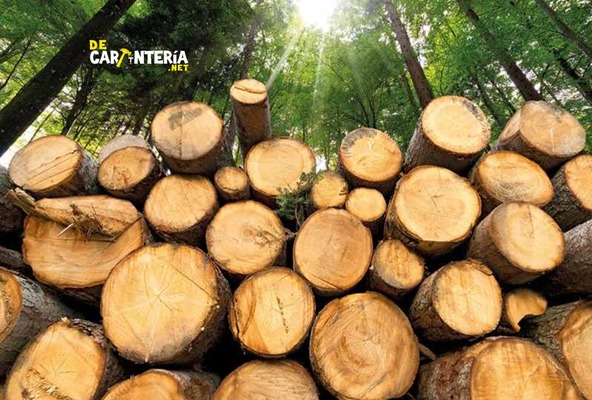 Carpintería-de-madera-es-un-recurso-renovable